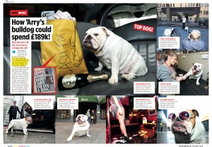 Arry's bulldog
