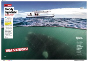 Big whale