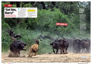 Buffalo vs lion