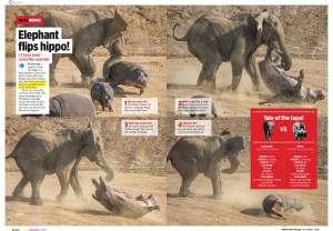 Elephant flips hippo