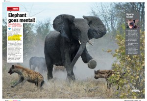 Elephant goes mental