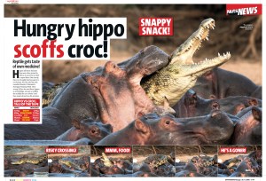 Hippo eats croc