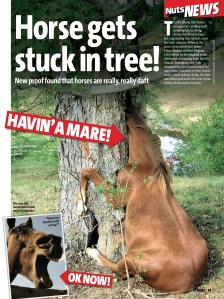 Horse in tree