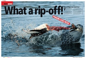 Leopard seal vs penguin