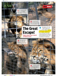 Lion vs pigeon