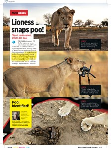 Lioness snaps poo!