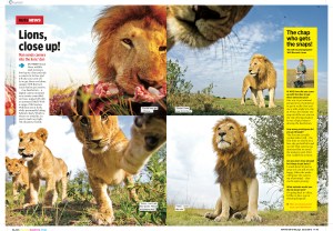 Lions, close up