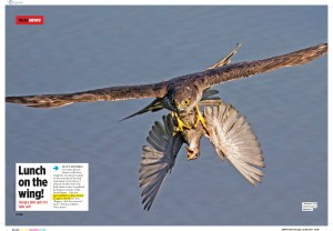 Lunch on the wing