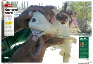 One-eyed shark