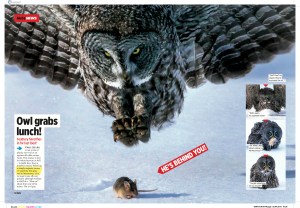 Owl grabs lunch