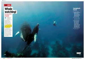 Whale watching